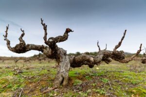 Portugal's centennial vineyards